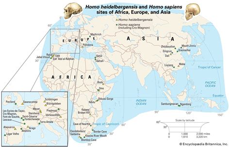 Homo Erectus Migration