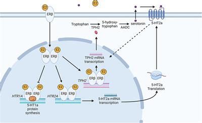 Frontiers | Recent advances in understanding adverse effects associated with drugs targeting the ...