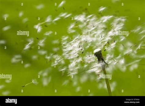 Dandelion Seed Dispersal by Wind Stock Photo - Alamy