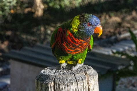 Rainbow Parrot Free Stock Photo - Public Domain Pictures