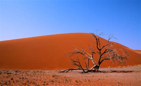 Namib Desert Facts - All You Need to Know | Trip Ways