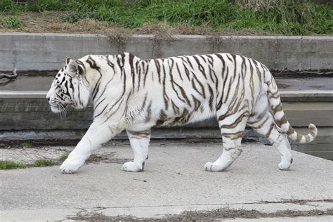 White tiger - Wikipedia