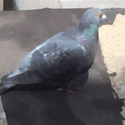 Pigeon Gifs Page 5 Wifflegif - vrogue.co