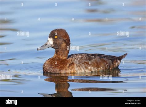 Scaup duck flying hi-res stock photography and images - Alamy