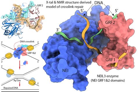 Structural elucidation of a DNA cross-link repair mechanism involving ...