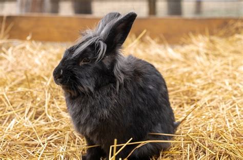 7 Best Fluffy Rabbit Breeds for Pet Lovers