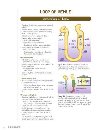 Loop of Henle | Osmosis