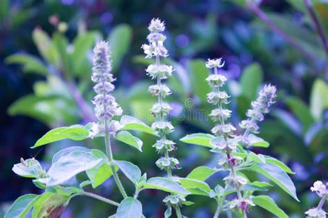 Purple basil flowers stock photo. Image of filled, purple - 211775190