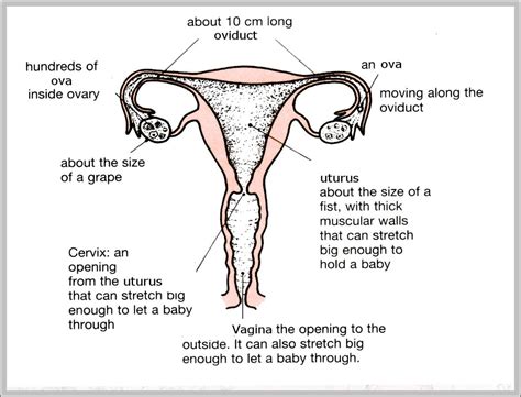 Human Reproductive System Britannicacom