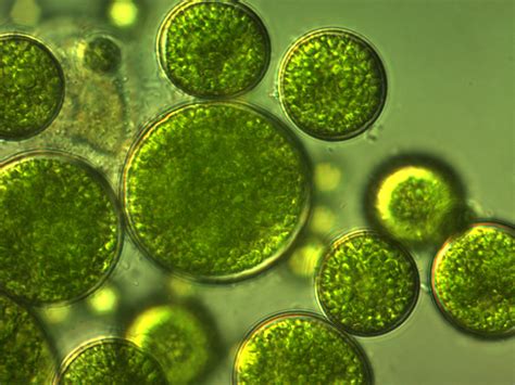 Algae may have teamed up with fungi to give rise to the first terrestrial plants - Earth.com