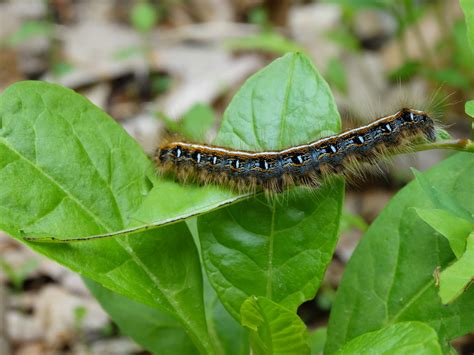 Eastern Tent Caterpillars Facts | How To Identify Eastern Tent Caterpillars