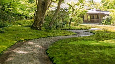 Moss garden: a guide to growing moss in your garden | Homes & Gardens