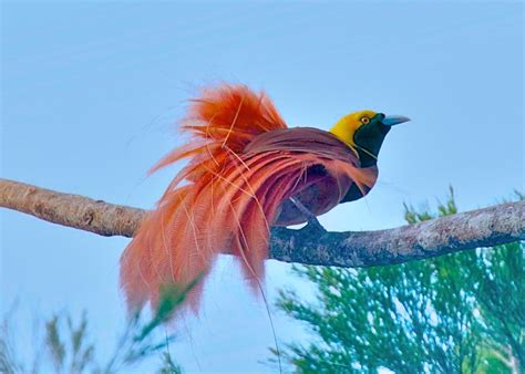 3839 Raggiana Bird-of Paradise | (Paradisaea raggiana) Varir… | Flickr