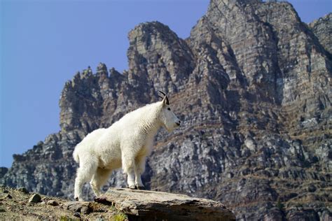 Mountain Goat Free Stock Photo - Public Domain Pictures
