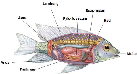 Sistem Pencernaan Ikan – Ilmu Pengetahuan Dasar