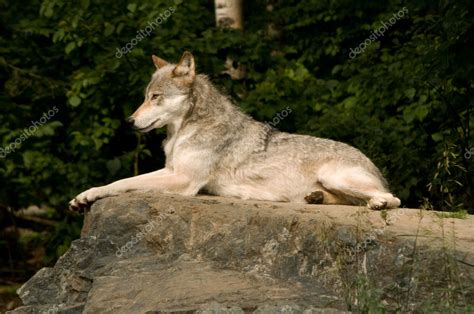 Lounging great plains wolf — Stock Photo #1878300