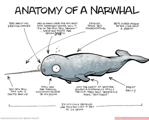 Narwhal Internal Anatomy