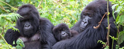 Gorilla families in Uganda- Gorilla Trekking Tours Uganda, Rwanda, Congo