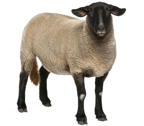 Ewe | alimentarium