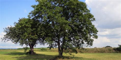 Walnut Tree Pruning – Getting the Timing Right - Tree Surgeons Essex ...