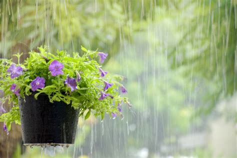 5 things to do in your garden on rainy days - Cultivation Street