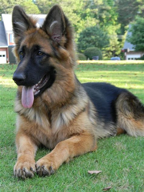 Cute King Shepherd dog photo and wallpaper. Beautiful Cute King Shepherd dog pictures