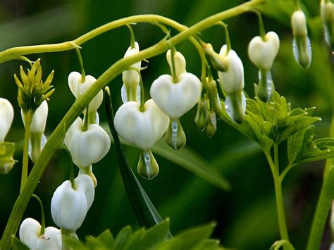 Lamprocapnos spectabilis 'Alba' - White Bleeding Heart | World of ...