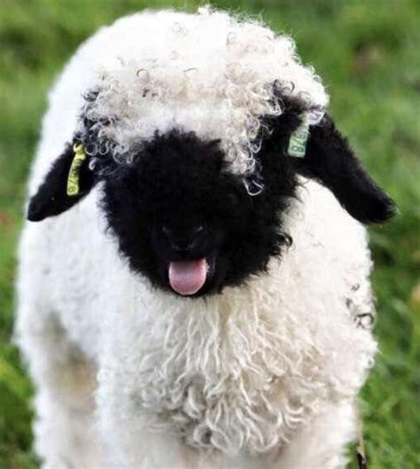 Cute baby Valais Blacknose sheep : r/babyanimals