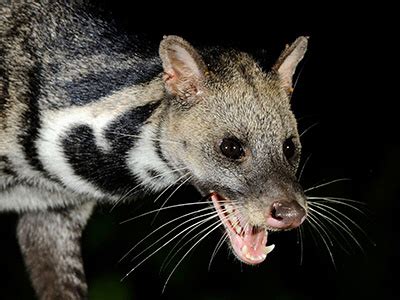 Large Indian Civet - Viverricula zibetha