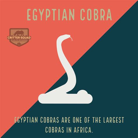 Egyptian Cobra Fact Sheet - C.S.W.D