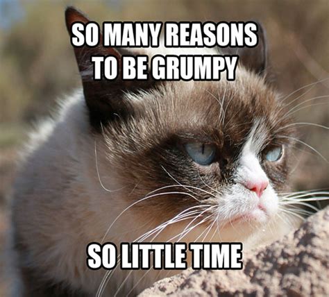 Pin by Darcy 🏳️‍🌈 on Grumpy Cat | Grumpy cat humor, Grumpy cat meme ...