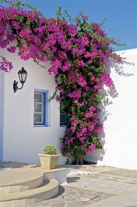 Bougainvillea | Climbing Vine, Tropical, Evergreen | Britannica