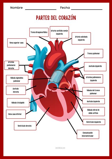 Anatomia Del Corazon Repaso Basico – NBKomputer