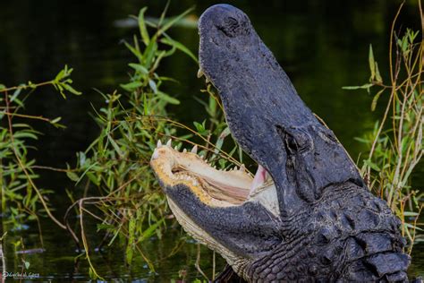 Alligator yawning! by CyclicalCore on DeviantArt