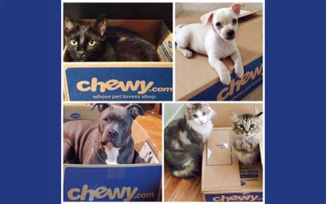 Why Pet Parents Love Chewy.com - Parade Pets