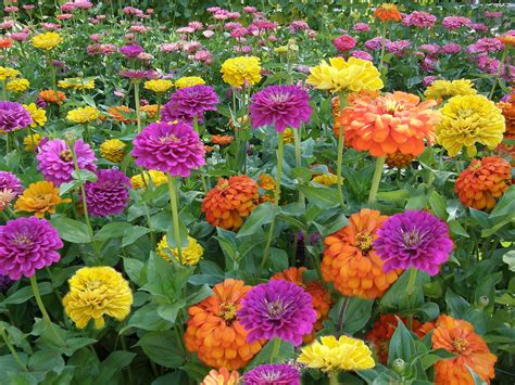 Old-school zinnia comes in dozens of varieties. Here are some you can ...