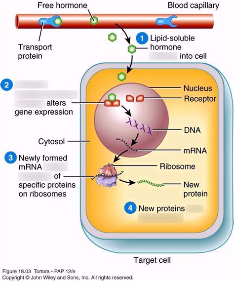 Lipid soluble hormone mechanism Diagram | Quizlet