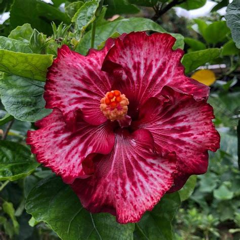 Hibiscus | Flores de hibisco, Hibisco, Jardim do quintal