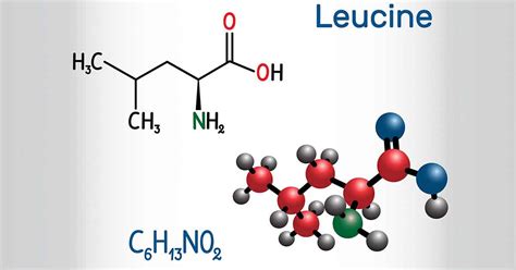 Leucine: Requirements, Benefits, and Food Sources - Nutrition Advance