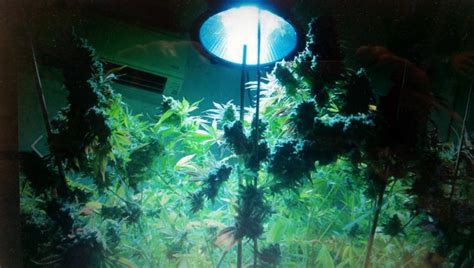 Best LED Grow Lights for Weed on Amazon