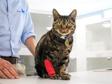 Lymphoma In Cats: Feline Health Matters