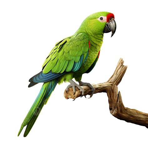 Green Parrot Full Body With Transparent Background, Green Parrot ...