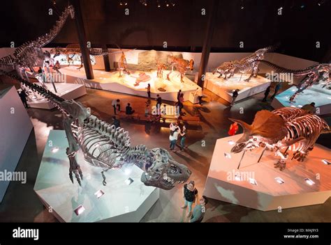 Visitors in the Dinosaur Hall, Houston Museum of Natural Science, Houston Texas USA Stock Photo ...