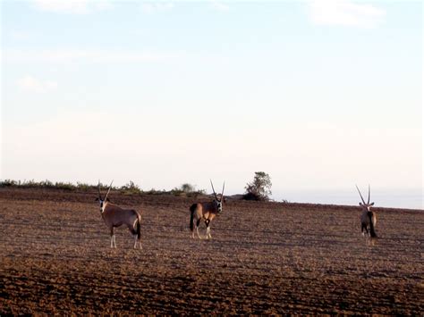 Cape Town, South Africa 2010: buffelsfontein game reserve and darling