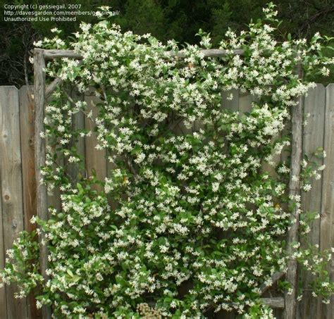 Rustic tree branch trellis with Confederate Jasmine, Star Jasmine (Trachelospermum jasminoides ...