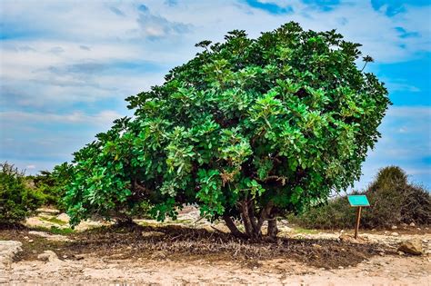 Carob Tree Leaves - Free photo on Pixabay