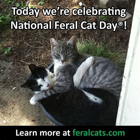 National Feral Cat Day Oct 16 | Feral cats, Cats, Cat day