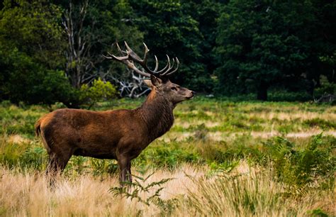 Deer in Forest Royalty-Free Stock Photo