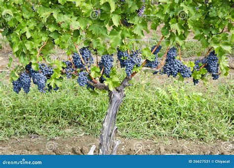 Uvas De Vino Rojo De Cabernet-Sauvignon En La Vid #2 Imagen de archivo ...