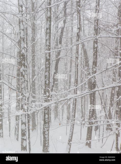 Winter snow falling in trees in Western New York State Stock Photo - Alamy